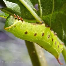 Black And Red Fuzzy Caterpillar Ontario Hummingbird Clearwing Moth Caterpillar Hummingbird Moth Moth Caterpillar Insect Species