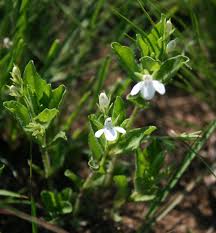 Image result for Justicia anagalloides