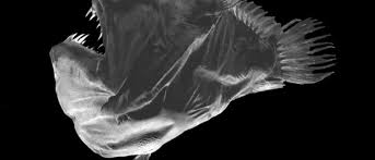 Soort uit het geslacht ceratias. Reproduction In The Deep Sea Shark Research Conservation Program Src University Of Miami