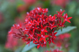 Image result for Pentas herbacea