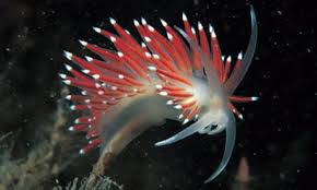 Image result for Coelorachis