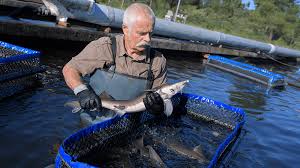 Why was the cucumber mad? How To Start A Fish Farming Business Swiftheadline