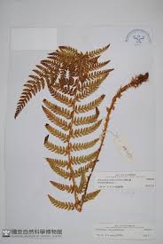 Image result for Polystichum sinense