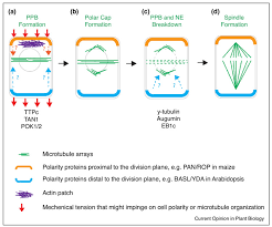 Check spelling or type a new query. Cell Polarity Compassing Cell Division And Differentiation In Plants Abstract Europe Pmc