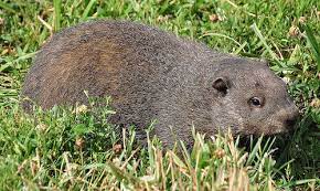 Tips To Reduce Groundhog Garden And Yard Damage Groundhog Groundhog Pictures Backyard Deck