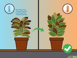 Using an appropriate fertilizer meant for cactus helps in its growth. How To Care For A Croton Plant Plants Cactus House Plants Plant Decor Indoor