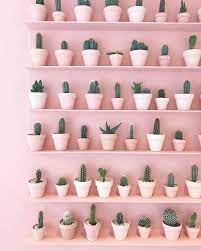 How to care for your christmas cactus. Unsere Werksziele Fur 2019 Aus Dem Leben How To Care Plants