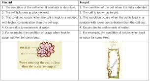 When plant cells start to lose water they become flaccid. What Is The Difference Between Flaccid And Turgid Give One Example Of Flaccid