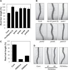 Note that medium length hairstyles aren't uniform. Root Hair Inhibitory Function Of Perks A Root Hair Lengths Of Download Scientific Diagram