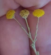 Image result for Pentzia