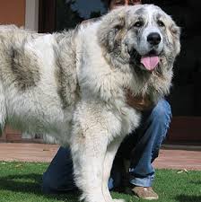 Pyrenean Mastiff Breed Information Characteristics Heath Problems Dogzone Com