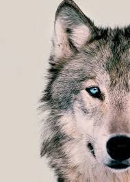 Black And Grey Wolf With Blue Eyes Wolf Animals Animals Wild Beautiful Wolves