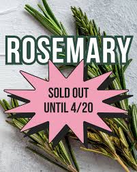 Update: Our Rosemary varieties are sold out until April!