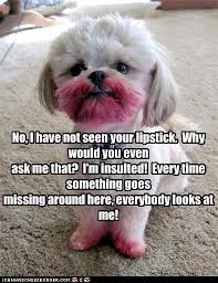 No I Have Not Seen Your Lipstick Why Would You Even Ask Me That I M Insulted Every Time Something Goes Missing Around Here Everybody Looks At Me Funny Dog Pictures Funny