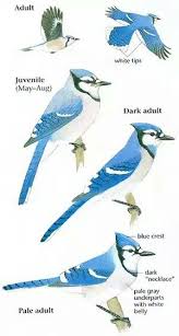 Gray Birds That Look Like Blue Jays Blue Jays No Color Differences Between Male And Female Larger Than The Cardinal Generally The Male S Follow A Female The Male Usual Blue Jay Blue Hues Bird