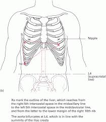 The lungs are responsible for processing oxygen through the body, while the spleen filters the blood and protects against some bacteria. 2 The Abdomen And Pelvis Basicmedical Key