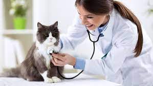 Small animal and exotic (birds,reptiles, rabbits and small mammals) house call practice. House Calls In San Francisco Ca Vca All Pets Hospital