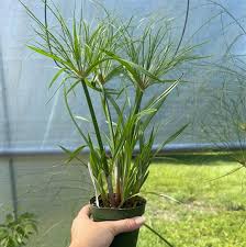 Image result for Cyperus papyrus