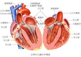 Learn vocabulary, terms and more with flashcards, games and other study tools. å¤§å‹•è„ˆå¼è†œç—‡ å¤§å‹•è„ˆå¼ç‹­çª„ç—‡ å¤§å‹•è„ˆå¼é–‰éŽ–ä¸å…¨ç—‡ æ±äº¬å¤§å­¦åŒ»å­¦éƒ¨é™„å±žç—…é™¢ å¾ªç'°å™¨å†…ç§'