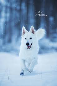 Weisser Schweizer Schaferhund Springt In Winterlandschaft Auf Die Kamera Zu Berger Blanc Suisse Shepher Whit Schweizer Schaferhund Hunde Fotos Hundefotos