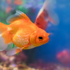 Before we answer that let us go to where it all began in eastern asia about a thousand years ago. Carp Diem How To Look After Your Lockdown Goldfish For Life Pets The Guardian
