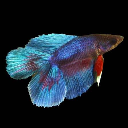 Double tail betta