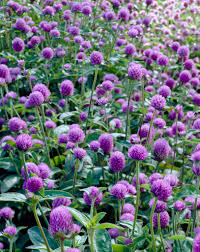 Image result for Gomphrena globosa