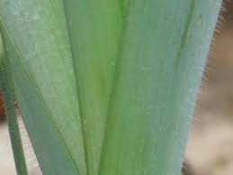 Image result for Emilia abyssinica