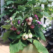 Pinstripe Hybrid Eggplant Seeds Eggplant Seeds Vegetable Seed Seeds