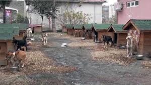 Ordu Da Bin 970 Kopek Sahiplendirildi Ordu Dailymotion Video