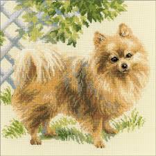 Pomeranian