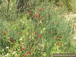 Image result for Cadaba glaberrima