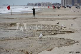 A Seagull Sits Near The High Water Mark Of High Tide At