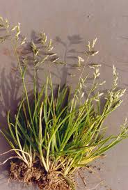 Image result for Poa