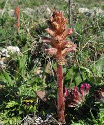 Image result for Orobanche minor