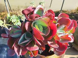 Image result for kalanchoe thyrsiflora