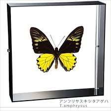 アンフリ