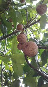 Image result for Mammea americana