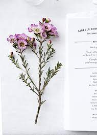 In Bloom Wax Flower Nouba Com Au Wax Flowers Flower Arrangements Beautiful Flowers
