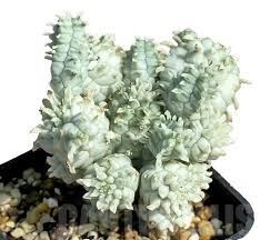 Image result for Euphorbia zambesiana