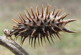 Image result for Xanthium