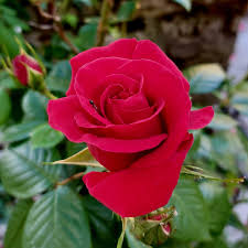 File:Rosa rossa in boccio.jpg - Wikimedia Commons