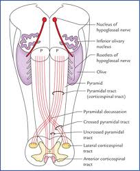 A lateral view (right side) of the brainstem relative to. Brainstem Textbook Of Clinical Neuroanatomy 2 Ed