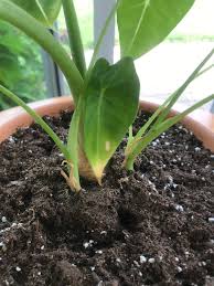 When they are released into the soil, these beneficial insects prowl the area and attack the fungus gnat larvae as they feed on the decaying organic material in your garden and. It Seems Like I Have A Spider Mite Fungus Gnat Infestation I See The Gnats Fly Around The Soil Of My Plants And The Spider Mites Under This Leaf Does Need Oil Help