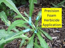 If left, weeds can overtake them in a single growing season. How To Kill Weeds In Flower Beds Without Killing Flowers Youtube