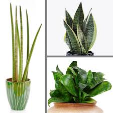 Check spelling or type a new query. Mother In Law S Tongue Snake Plant Indoors Sansevieria Species My Garden Life