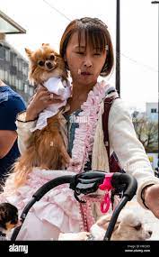 Japan, Tokyo, Harajuku. Japanese women holding her pet dog which is  pampered and dressed in designer fashionable clothing Stock Photo 