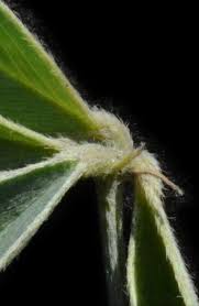 Image result for Tephrosia lupinifolia