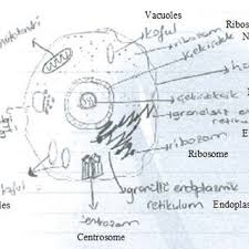 Check spelling or type a new query. An Example Of An Animal Cell Drawing 2 Download Scientific Diagram