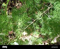 Image result for Asparagus macowanii